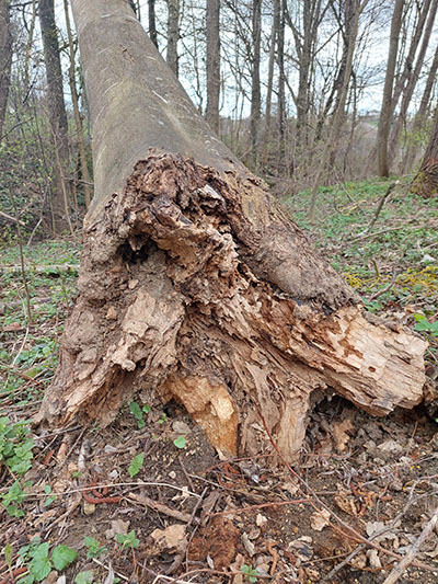 Baum umgefallen Pilzschaden Eschentriebsterben